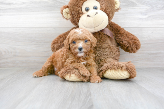 Cavapoo Pup Being Cute