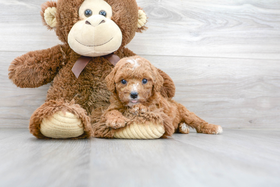 Smart Cavapoo Poodle Mix Pup