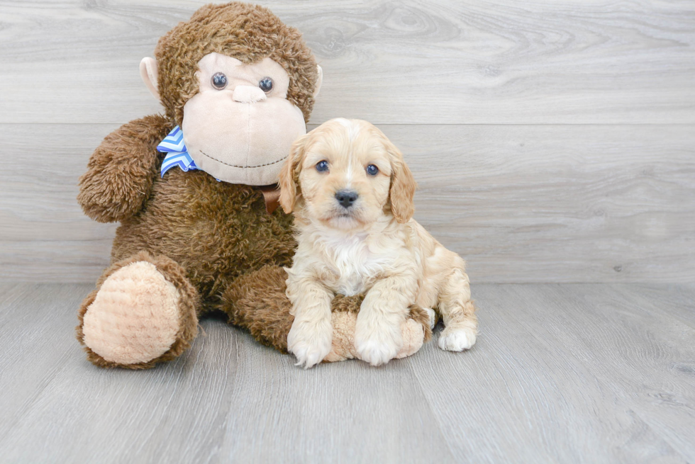 Hypoallergenic Cavoodle Poodle Mix Puppy