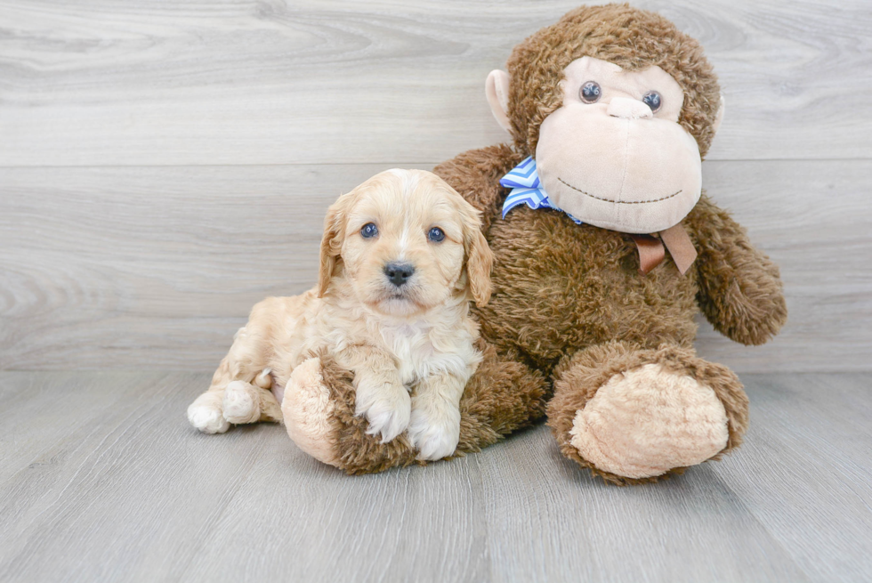 Small Cavapoo Baby