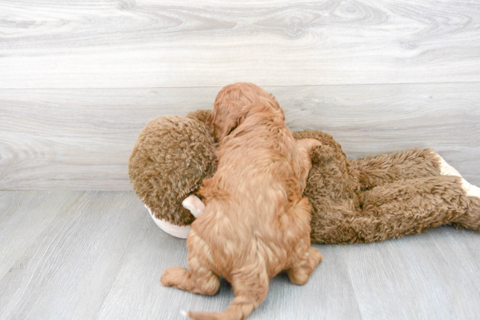 Cavapoo Puppy for Adoption