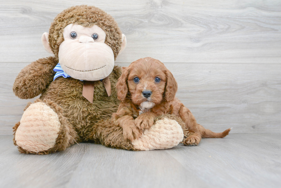 Cavapoo Pup Being Cute