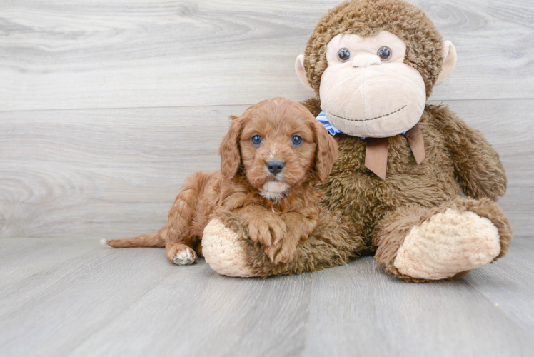 Best Cavapoo Baby