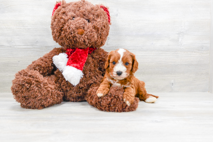 Cavapoo Pup Being Cute