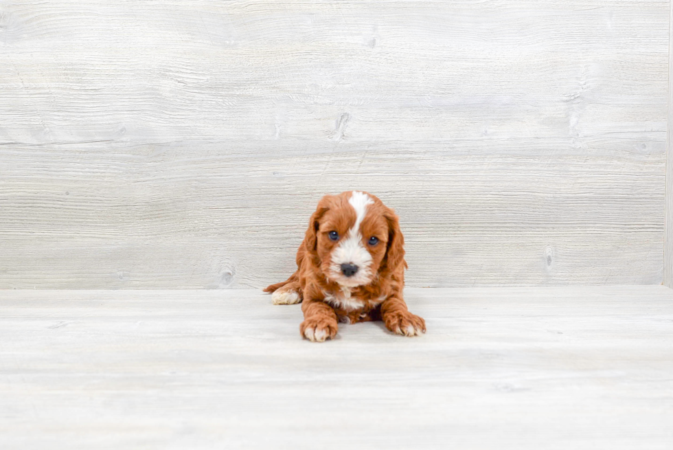 Cavapoo Puppy for Adoption