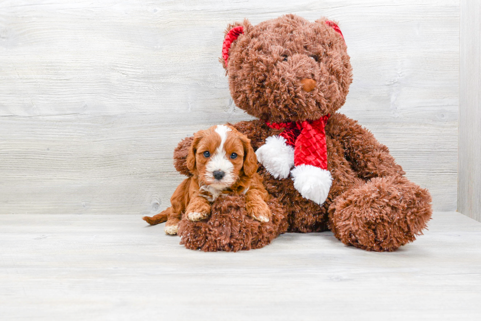 Happy Cavapoo Baby