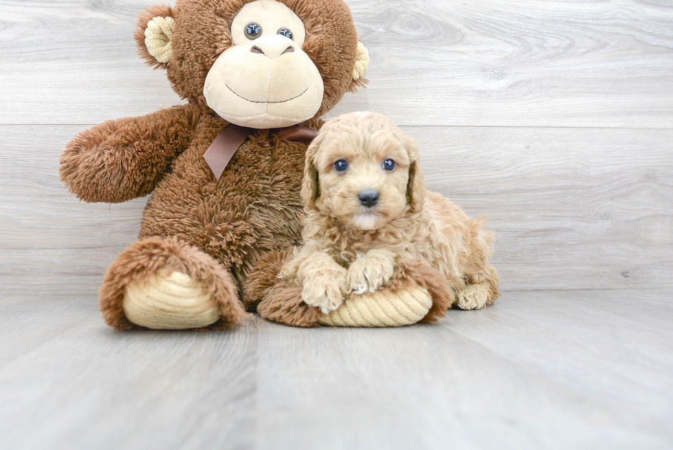 Cavapoo Puppy for Adoption