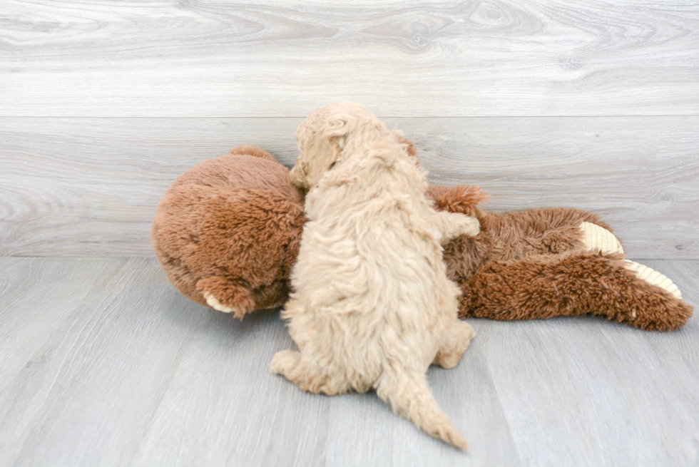 Energetic Cavoodle Poodle Mix Puppy