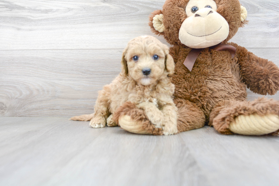 Petite Cavapoo Poodle Mix Pup