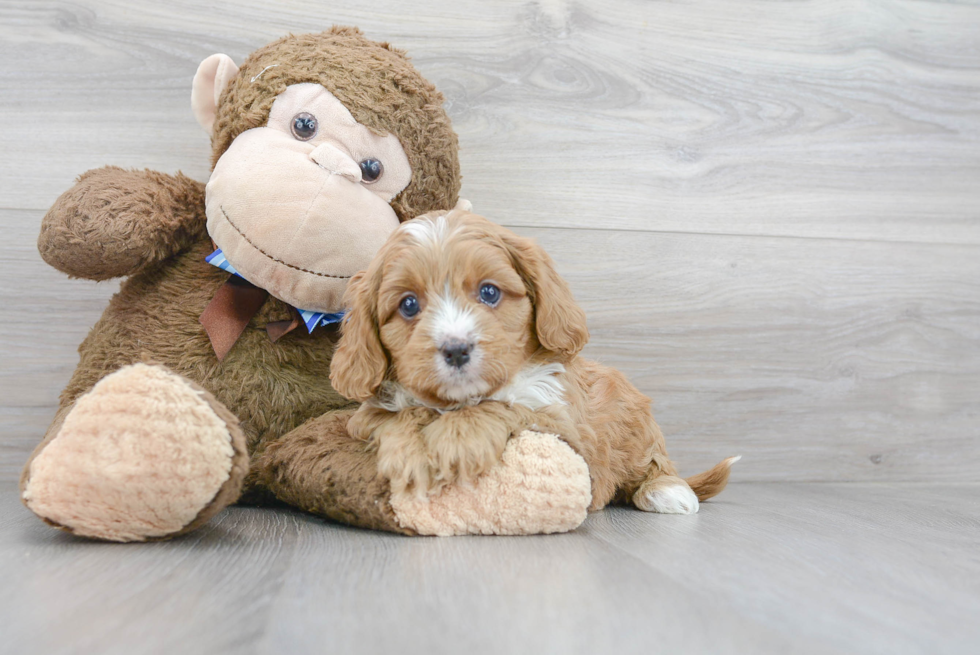 Best Cavapoo Baby