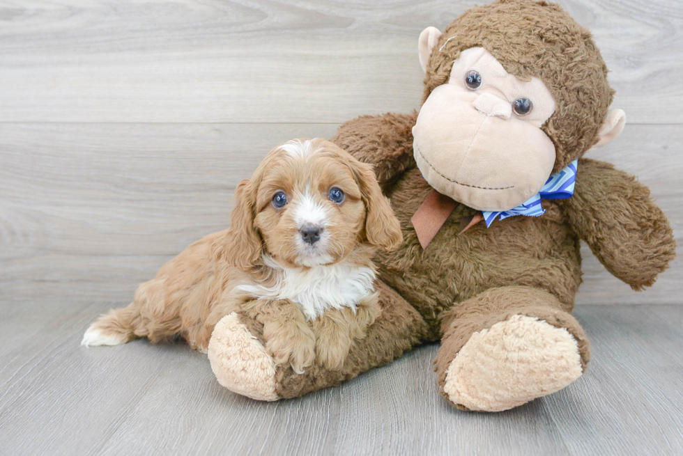 Friendly Cavapoo Baby