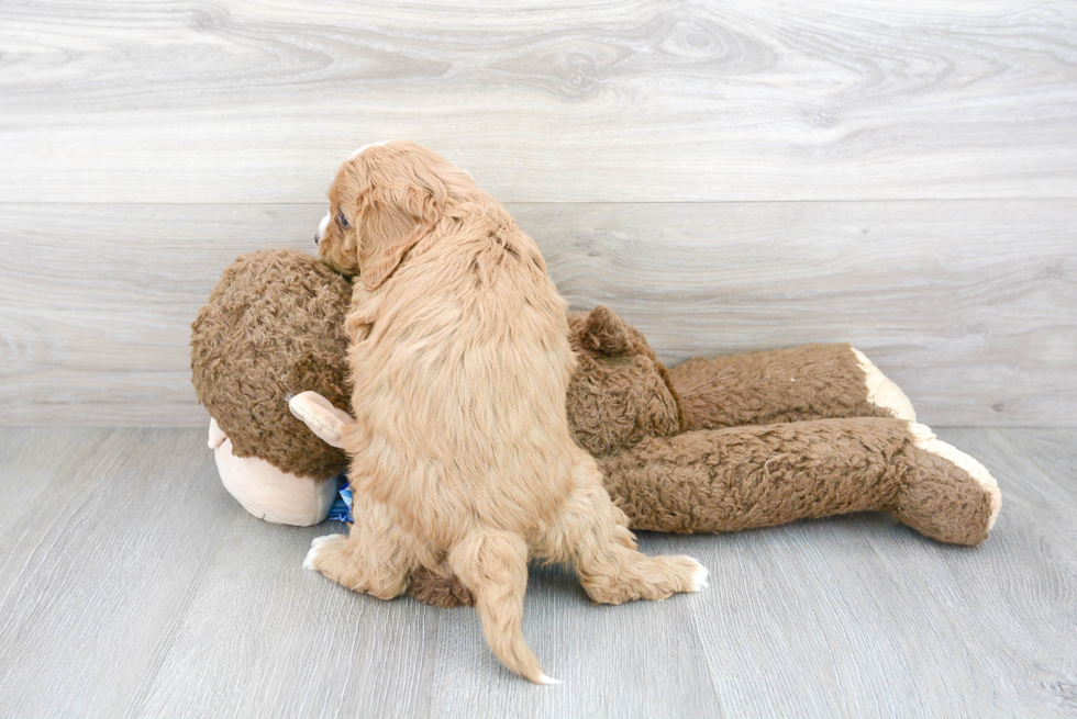 Cavapoo Pup Being Cute