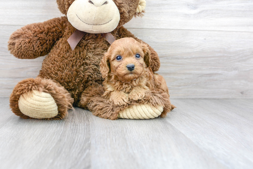 Cute Cavapoo Baby