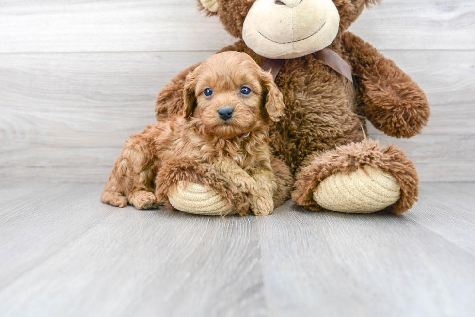 Cavapoo Puppy for Adoption