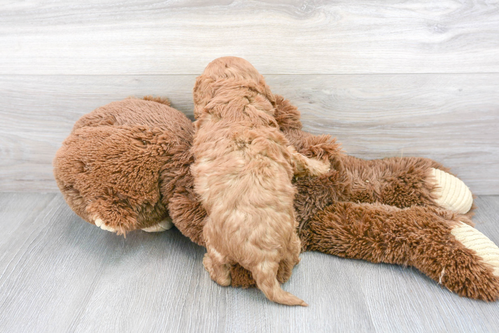 Friendly Cavapoo Baby