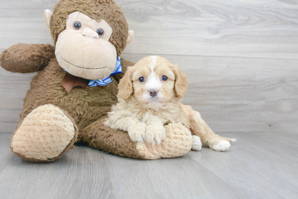 Small Cavapoo Baby