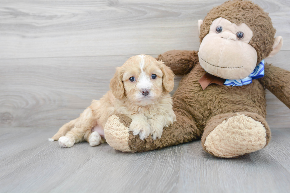 Best Cavapoo Baby