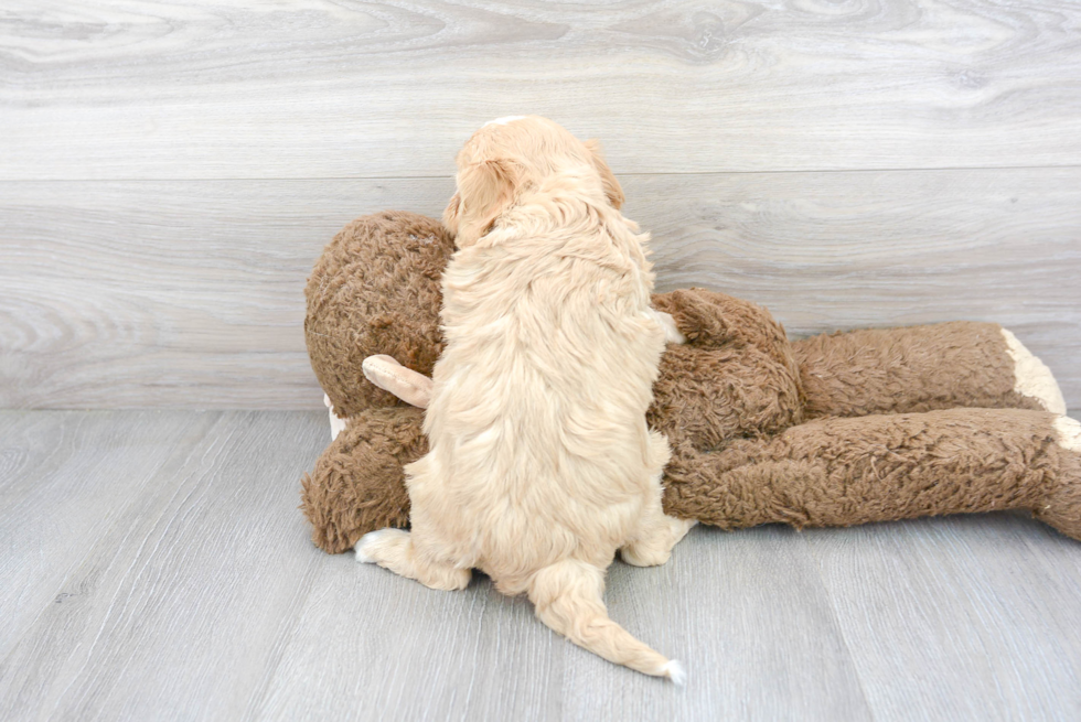 Cavapoo Pup Being Cute