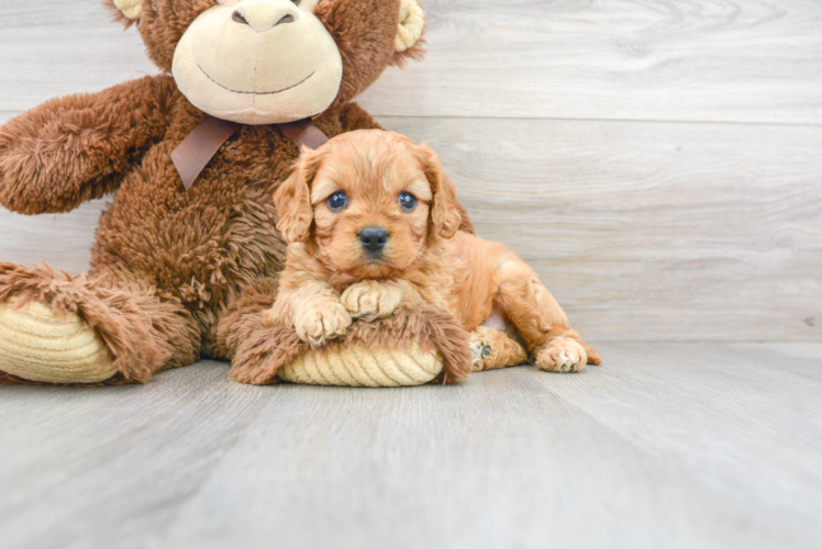 Smart Cavapoo Poodle Mix Pup