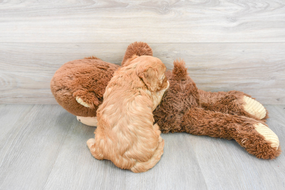 Cavapoo Pup Being Cute