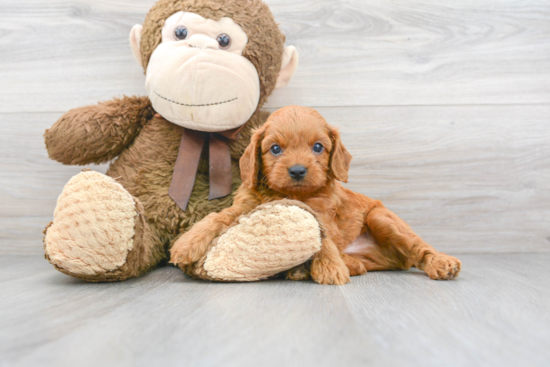 Cavapoo Pup Being Cute