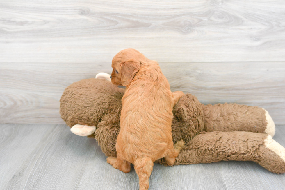 Small Cavapoo Baby