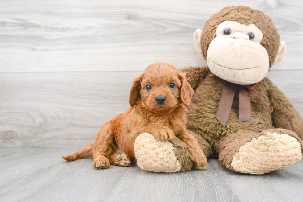 Cavapoo Puppy for Adoption