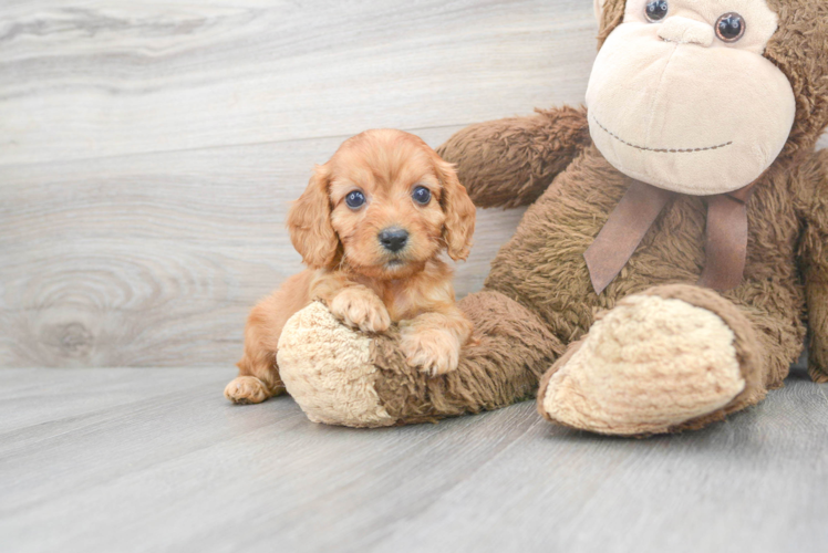 Little Cavoodle Poodle Mix Puppy