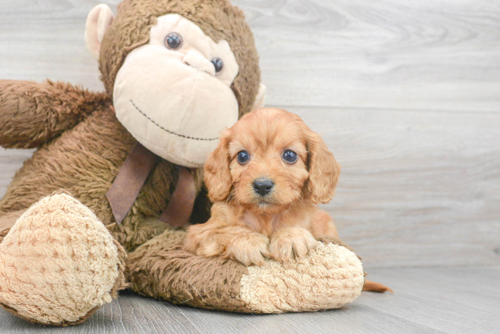 Best Cavapoo Baby
