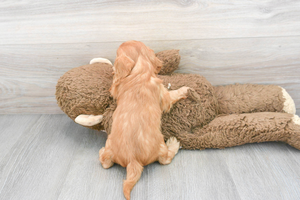 Cavapoo Pup Being Cute