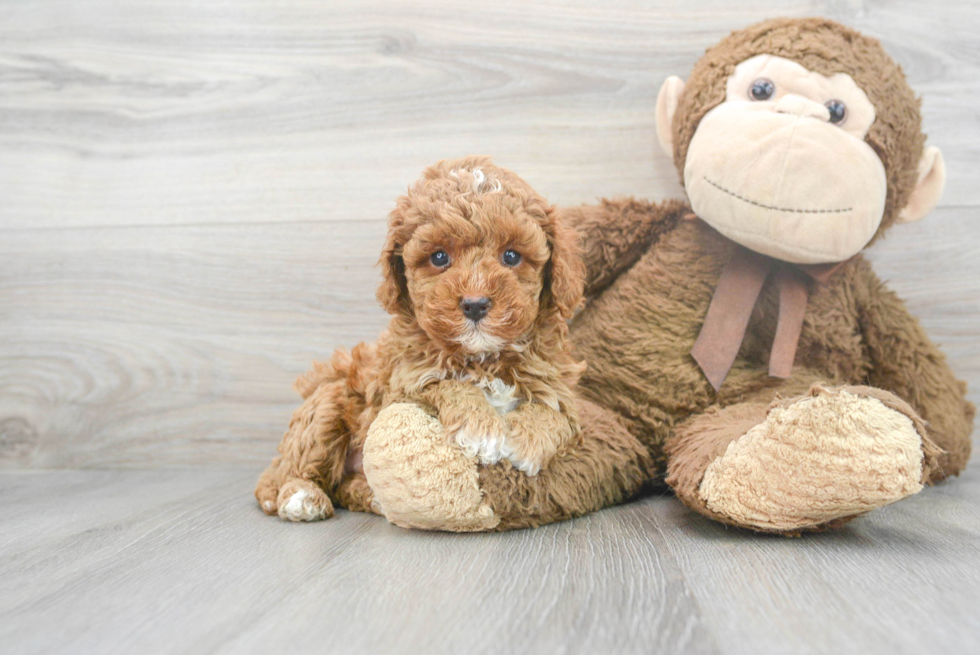 Energetic Cavoodle Poodle Mix Puppy