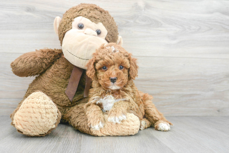 Best Cavapoo Baby