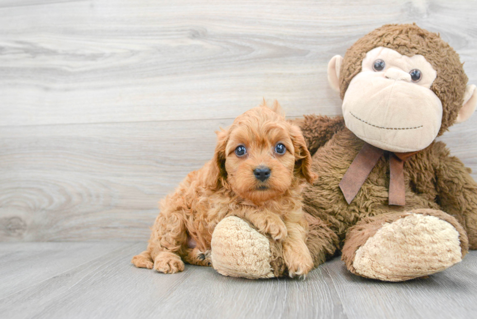 Best Cavapoo Baby