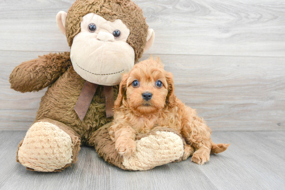 Adorable Cavoodle Poodle Mix Puppy