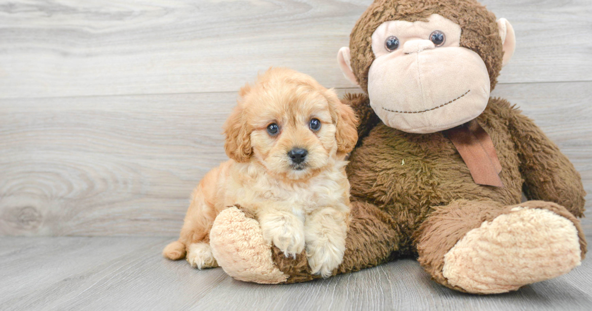 Playful Cavapoo Happy: 3lb 6oz Doodle Puppy