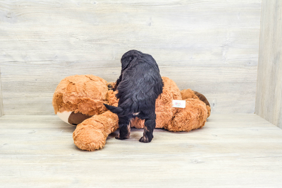 Cavapoo Pup Being Cute