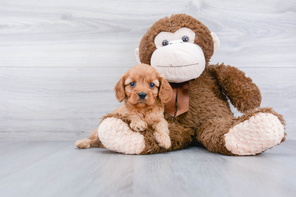 Cute Cavapoo Baby