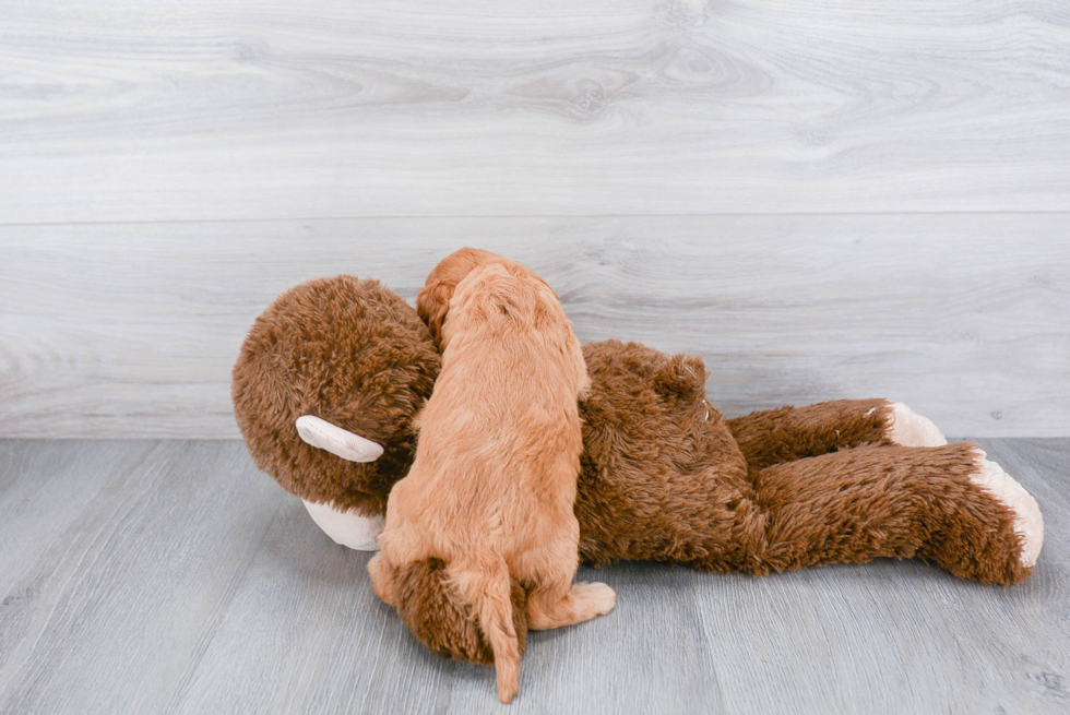 Cavapoo Pup Being Cute