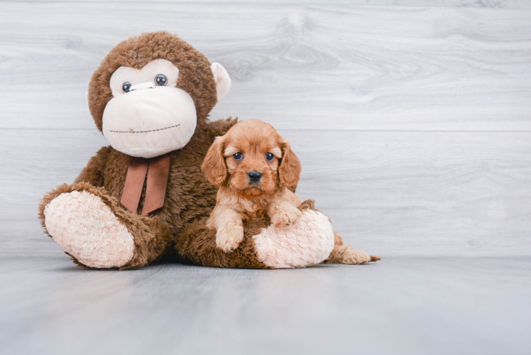 Cavapoo Pup Being Cute