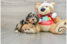 Cavapoo Puppy for Adoption