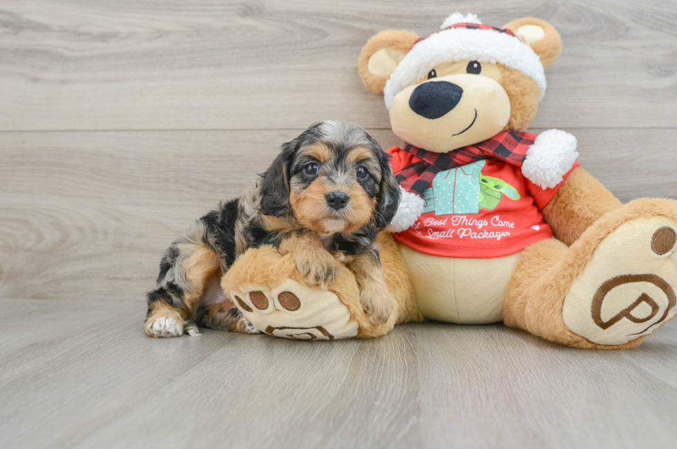 5 week old Cavapoo Puppy For Sale - Premier Pups