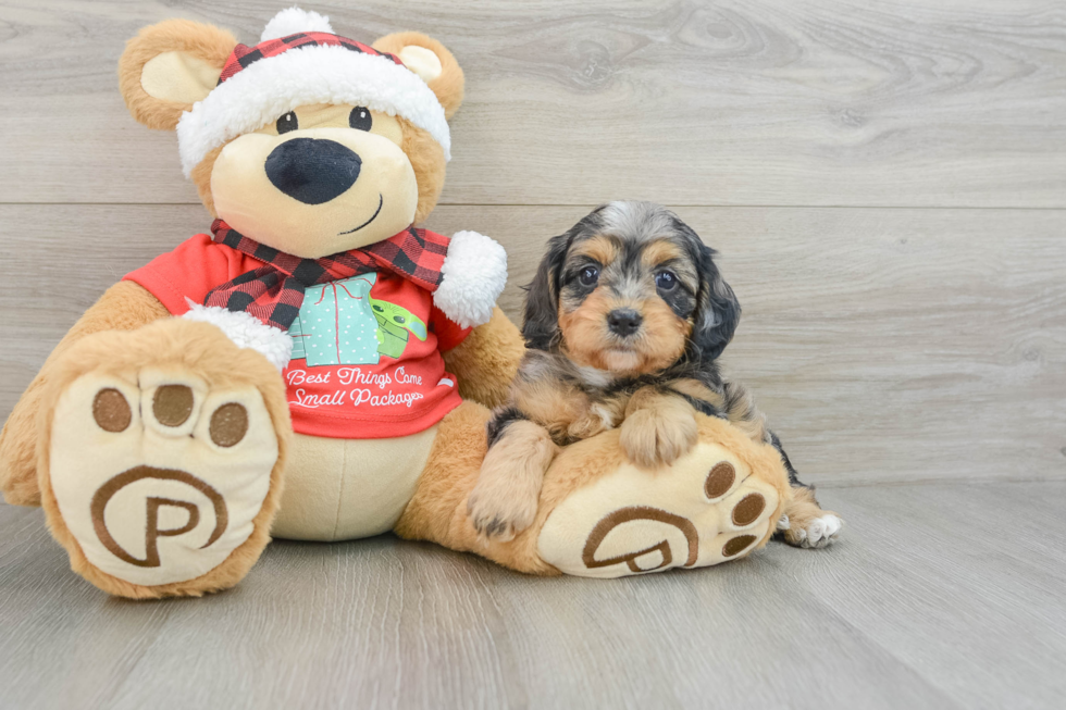 Cavapoo Pup Being Cute