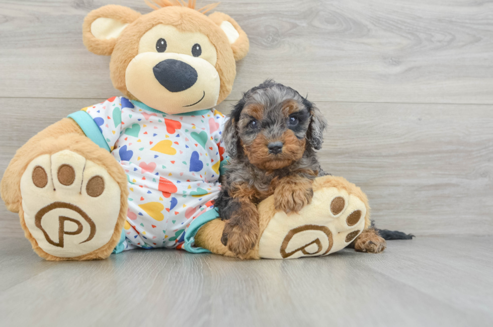 6 week old Cavapoo Puppy For Sale - Premier Pups