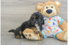 Funny Cavapoo Poodle Mix Pup