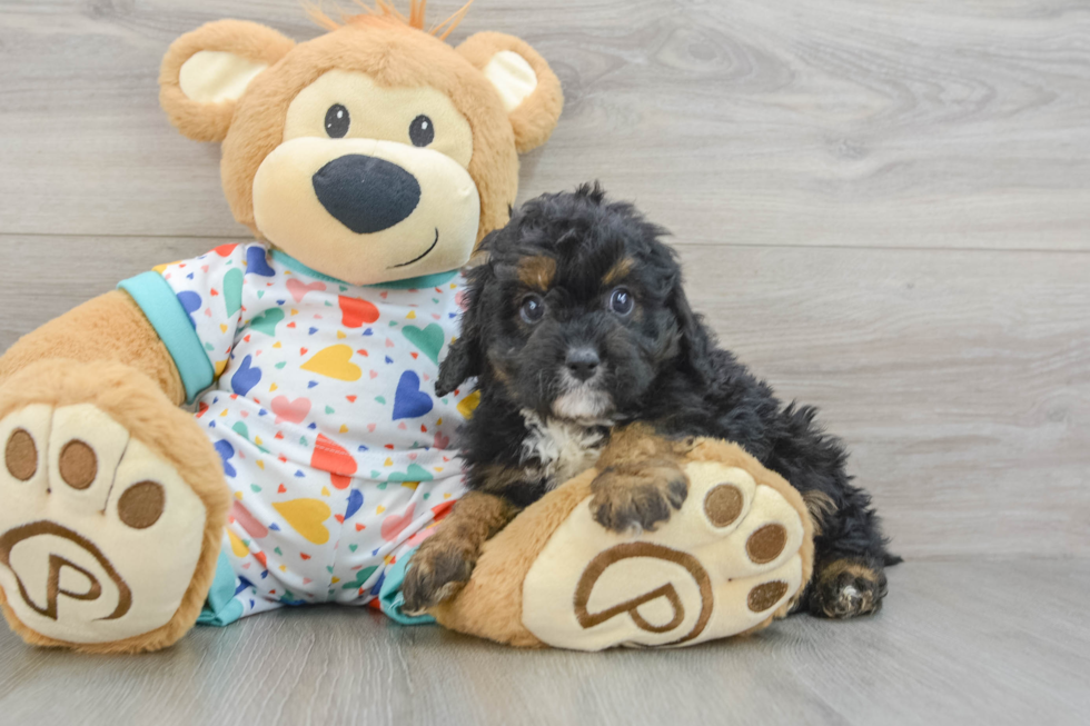 Cavapoo Pup Being Cute