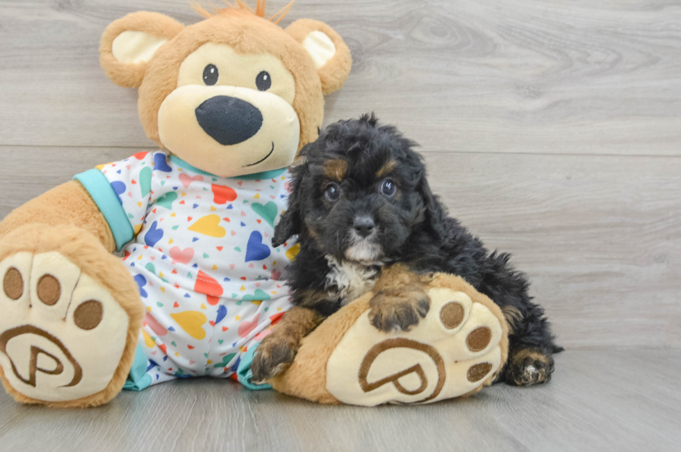 6 week old Cavapoo Puppy For Sale - Premier Pups