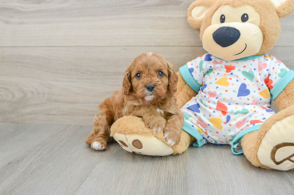 7 week old Cavapoo Puppy For Sale - Premier Pups