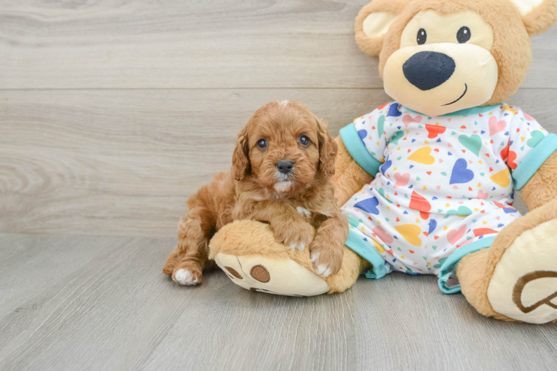Meet Hara - our Cavapoo Puppy Photo 1/3 - Premier Pups