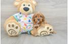 Cavapoo Puppy for Adoption