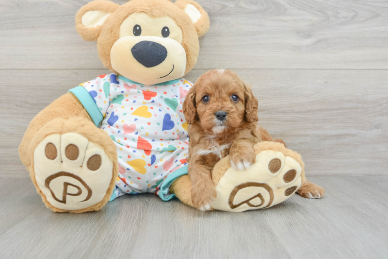 Meet Hara - our Cavapoo Puppy Photo 3/3 - Premier Pups